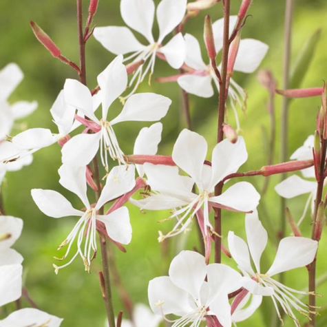 Gaura 0,4g