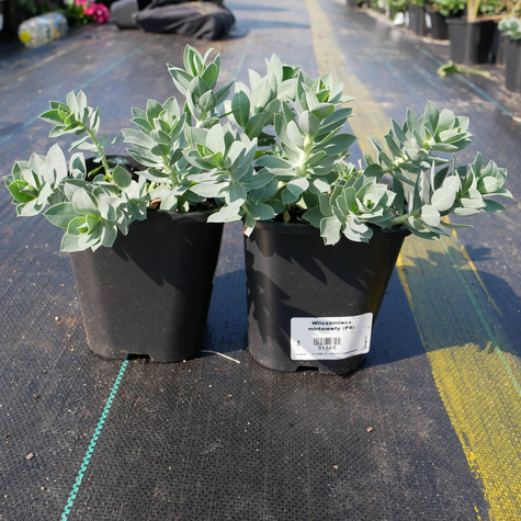 Wilczomlecz mirtowaty (C2)