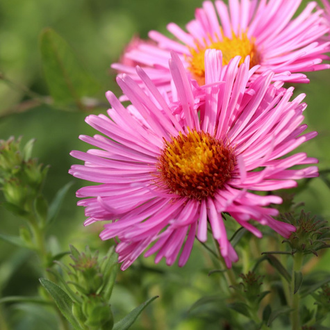 Aster krzaczasty Alice Haslam różowy (C2)