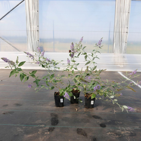 Budleja Dawida Lochinch (C2)