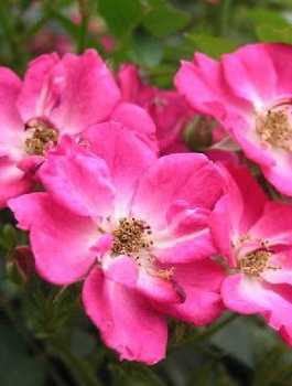 Róża Tommelise (P9)