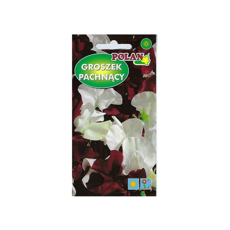 Groszek pachnący biało- bordowy Night and day 2g