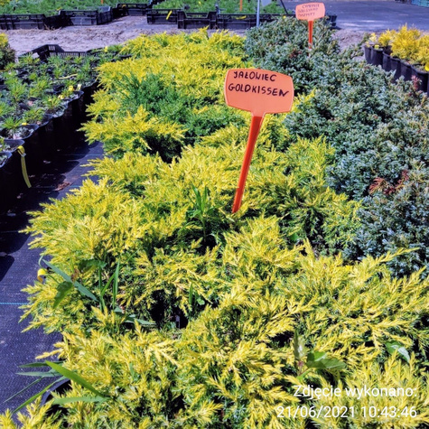 Jałowiec pośredni Goldkissen (C2)