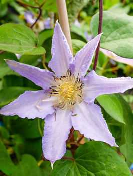 Powojnik Clematis Thyrislund (C2)