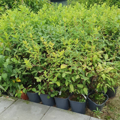 Jagoda kamczacka Jugana wczesna słodka