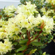 Rododendron Różanecznik drobnokwiatowy Princess Anne (C2)