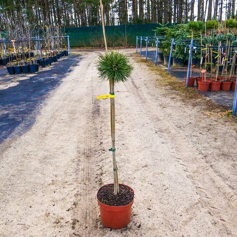 Sosna hakowata Titus szczepiona na pniu Pa60cm