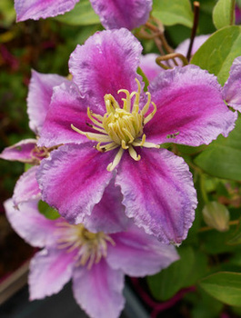 Powojnik Clematis wielkokwiatowy Piilu