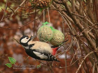 POKARM DLA PTAKÓW - ZESTAW 6 kul 100g (ME65)