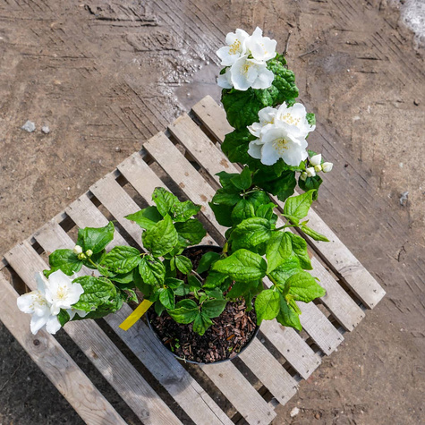 Jaśminowiec panieński Biały Karzeł (C2)