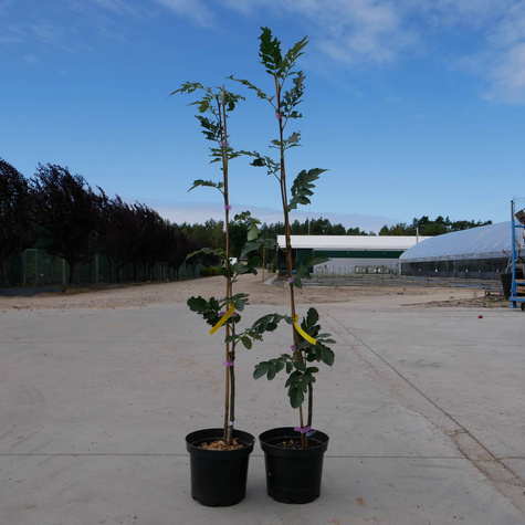 Jarzęboaronia Titan