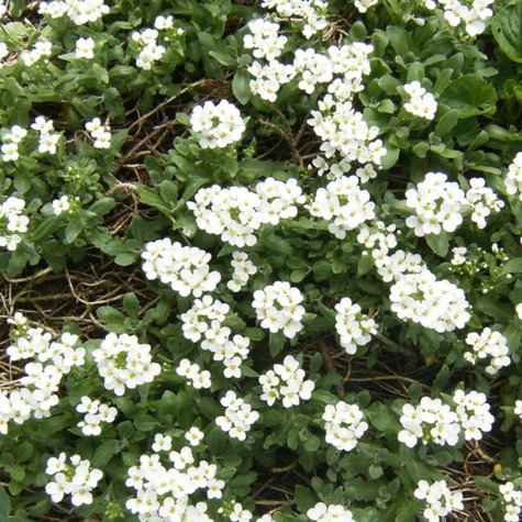 Gęsiówka kaukaska Snow Cap (C2)