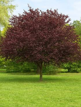 Śliwa dziecięca (C20)