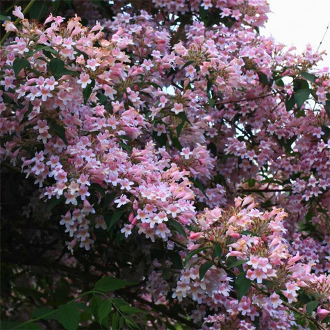 Kolkwicja chińska Pink Cloud (C2)