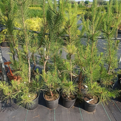 Sosna gęstokwiatowa Oculus-draconis