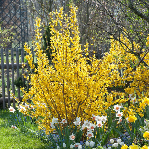 Sztobry Forsycja pośrednia 10szt.