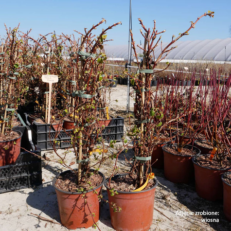 Hortensja pnąca (C2)