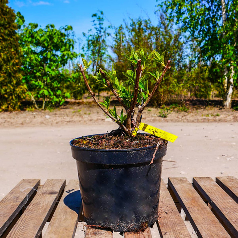 Hortensja bukietowa Mojito (C1.7)