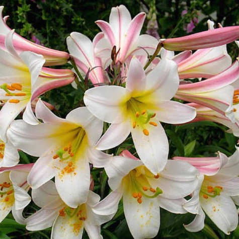 Lilia trąbkowa White Planet