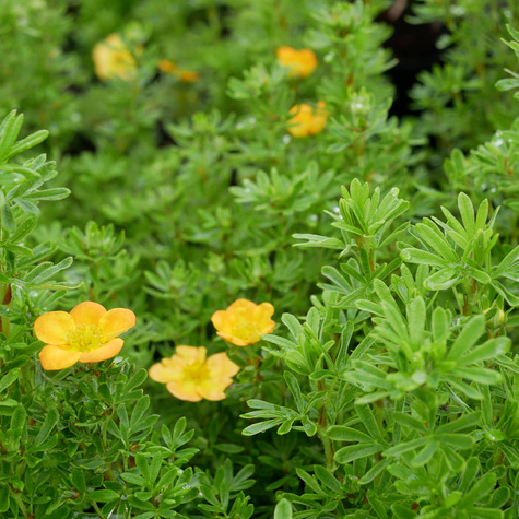 Pięciornik krzewiasty Bella Sol (C2)