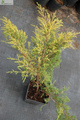 Jałowiec pospolity Depressa Aurea (C2)
