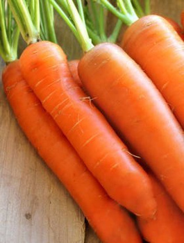 Marchew jadalna Rubrovitamina średniowczesna 5g