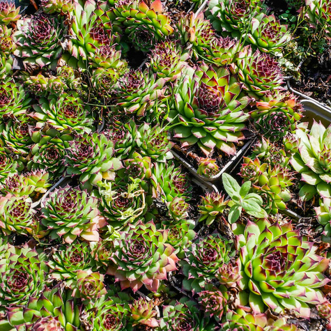 Rojnik ogrodowy Noir (C2)