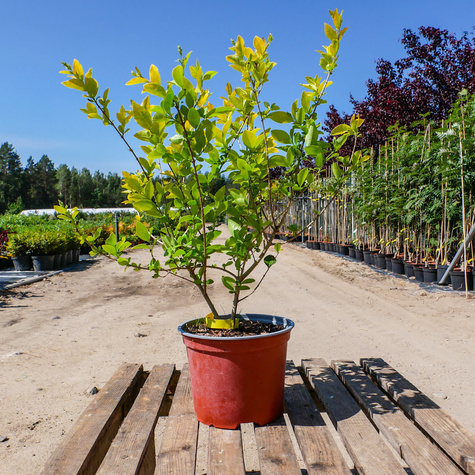 Ligustr Liguster Vicaryi (C2)