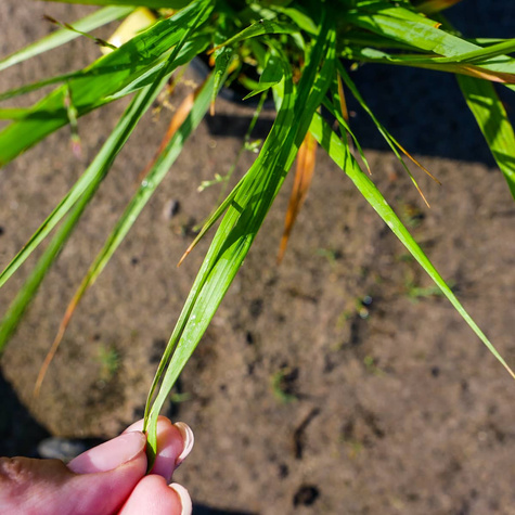 Trzęślica trzcinowata 'Fontäne'