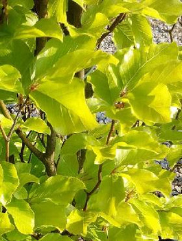 Buk Dawyck Gold Szczepiony