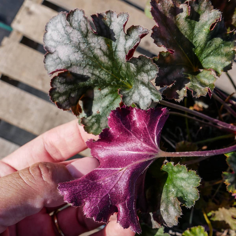 Żurawka ogrodowa Iced Olive (C2)