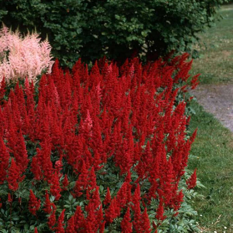 Tawułka arendsa Fanal (C2)