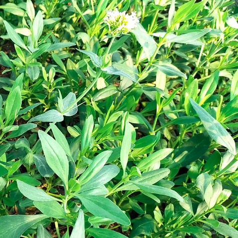 Ostrogowiec czerwony Albus (C2)