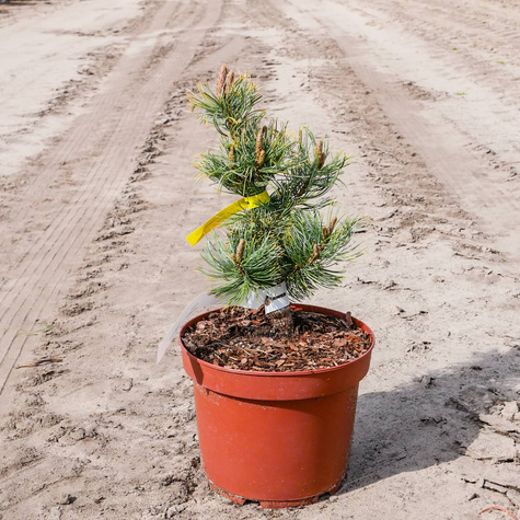 Sosna drobnokwiatowa Dai-ho