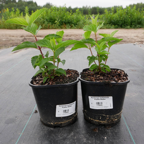 Hortensja bukietowa Fraise Melba (C2)