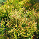 Thuja Żywotnik zachodni White Giant