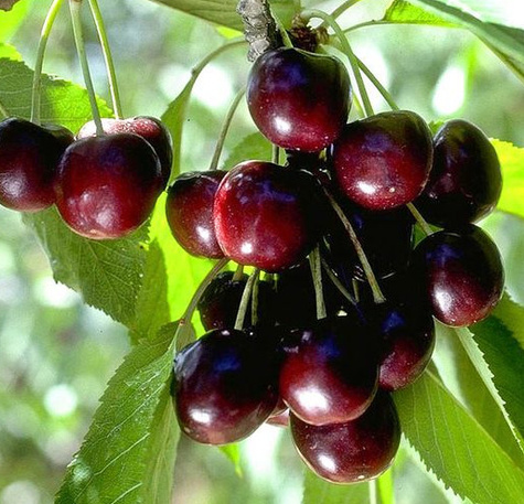 Czereśnia Półkarłowa Krótkopłodna Wczesna Duże owoce Plant Pack