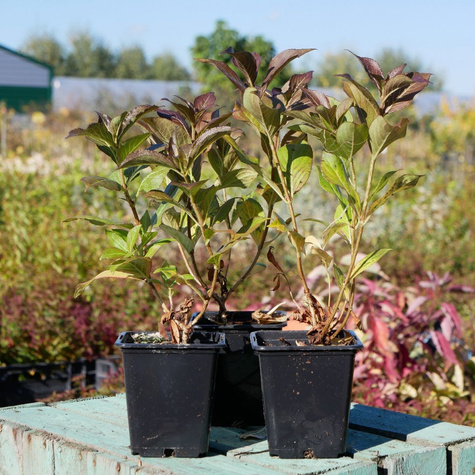 Krzewuszka cudowna Tango (P9)