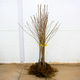Czereśnia Wera Plant Pack