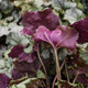 Żurawka ogrodowa Frosted Lilac (C2)
