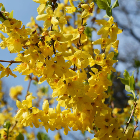 Forsycja pośrednia Spectabilis (C2)