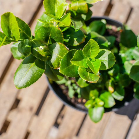 Trzmielina Fortune'a Hort's Blaze (C2)