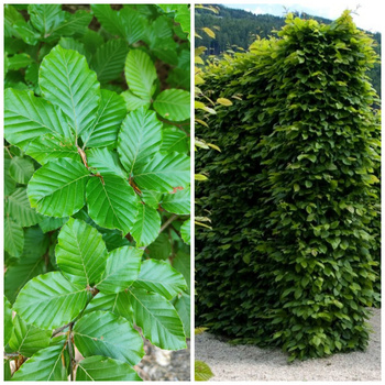Zestaw Żywopłot Bukowy Naturalna Bariera 10 Metrowy Plant Pack