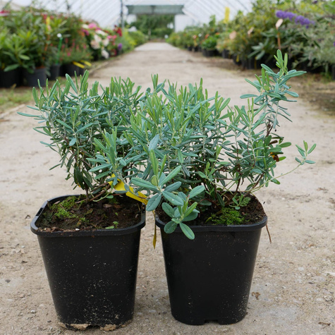 Modrzewnica pospolita 'Blue Ice' (C2)