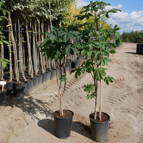 Kasztanowiec kolumnowy