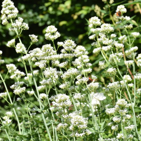 Ostrogowiec czerwony Albus (C2)