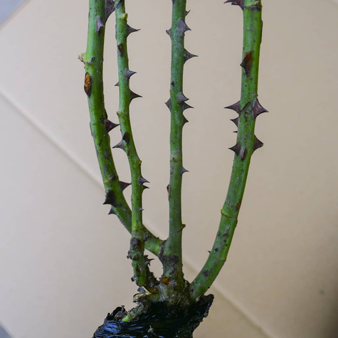 Róża wielkokwiatowa Weeding Bells balot