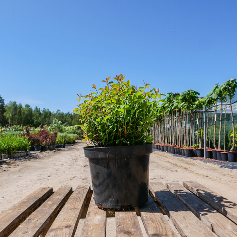 Tawuła van Houtte'a Medeloch