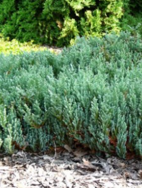 Jałowiec płożący Saxatillis