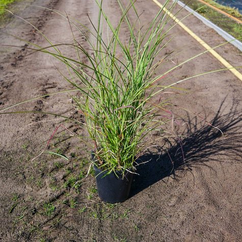 Miskant chiński Yaku Jhima